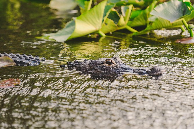 Everglades VIP Airboat Tour with Transportation Included - What you might see in the wild