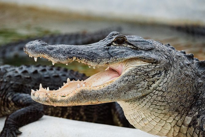 Everglades VIP Airboat Tour with Transportation Included - The alligator show and group photo