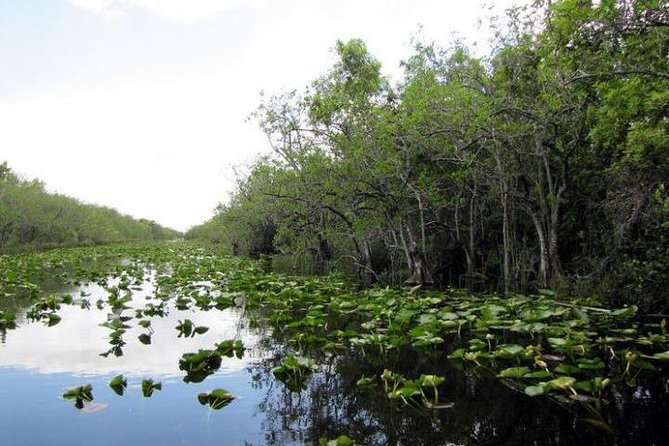 Everglades Wildlife Tour: Airboat & Alligator Habitat Experience - The real price: $65 plus $35
