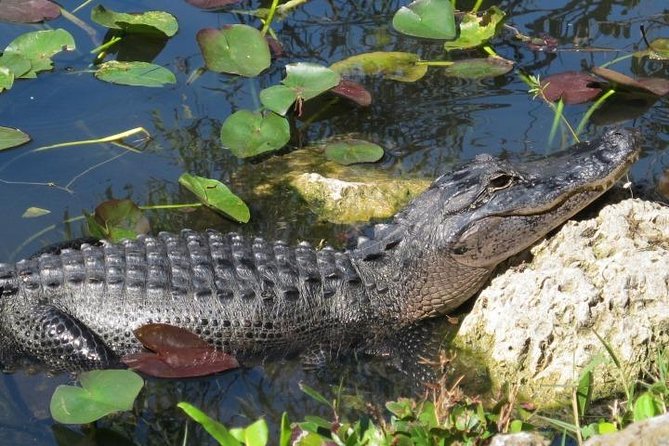 Everglades Wildlife Tour: Airboat & Alligator Habitat Experience - Timing problems and how to protect your day