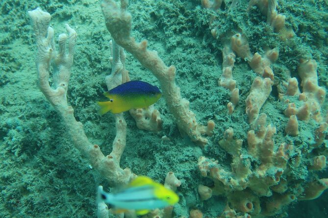 Experience Peanut Island Adventures - Snorkeling is the strongest choice