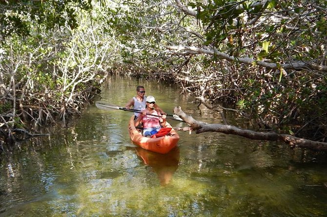 Explore Mangrove Creeks with an All Day SUP/single kayak Rental - Key points for your paddle