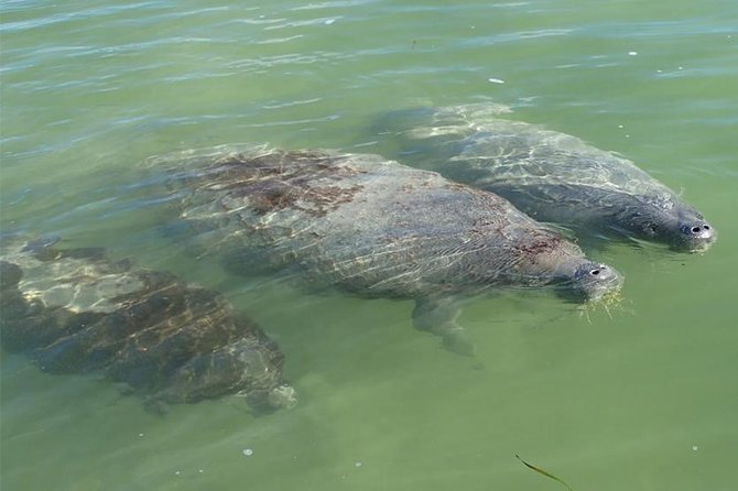 Explore Mangrove Creeks with an All Day SUP/single kayak Rental - Starting in Tavernier at 10:00 am