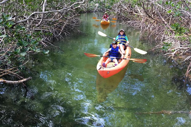Explore Mangrove Creeks with an All Day SUP/single kayak Rental - Choosing between a kayak and a paddleboard