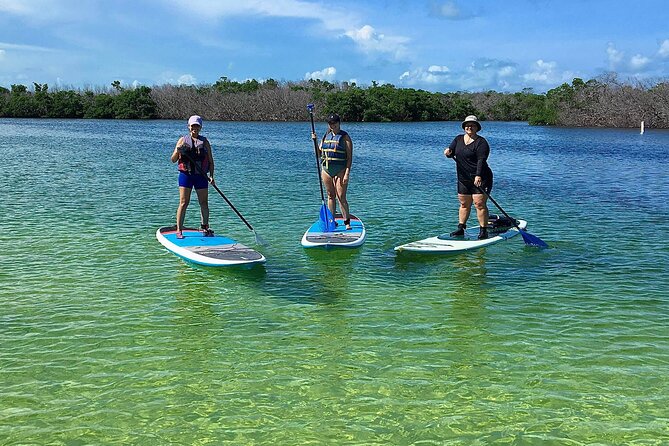 Explore the Mangrove Creeks with an ALL Day Tandem Kayak Rental - What the mangrove route is really like
