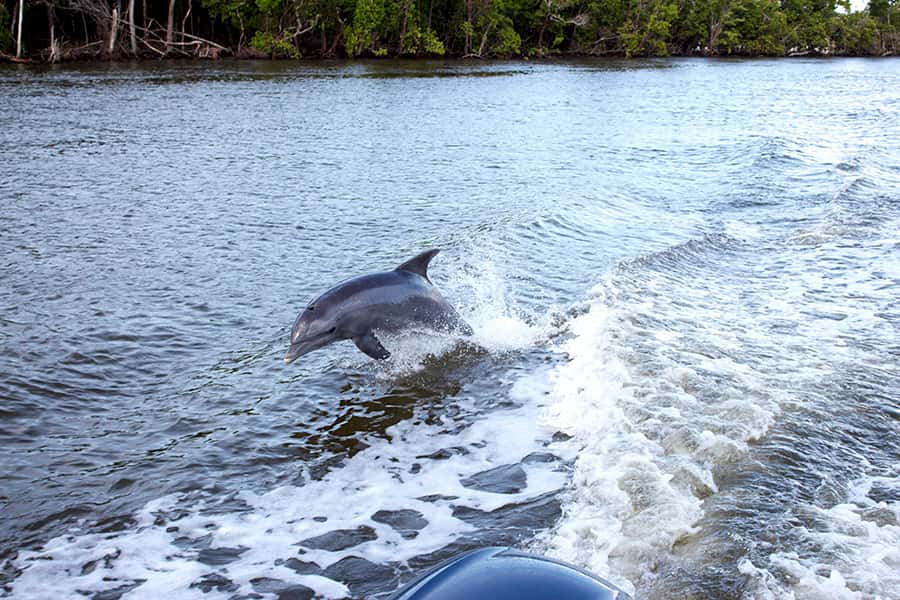 Flamingo Marina: Florida Bay Boat Tour of the Everglades - Key points to know before you book