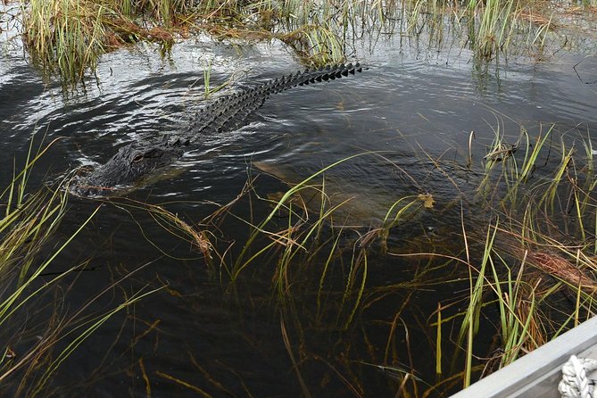 Florida Everglades Night Airboat Tour near Fort Lauderdale - What the one-hour airboat ride is like