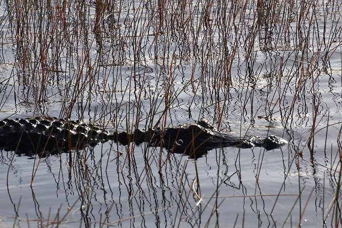 Florida Everglades Night Airboat Tour near Fort Lauderdale - Timing, weather, and comfort tips