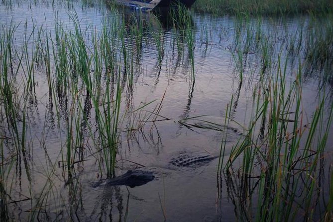 Florida Everglades Private Night Airboat Ride Tour - Wildlife spotting after dark