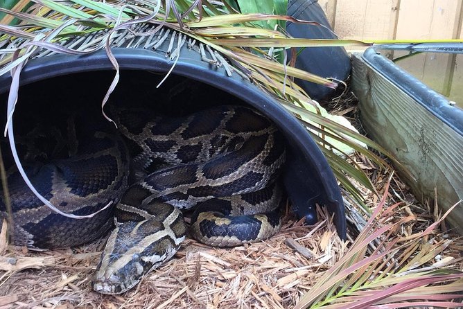 Florida Everglades Private Night Airboat Ride Tour - Price, weather, and cancellation details