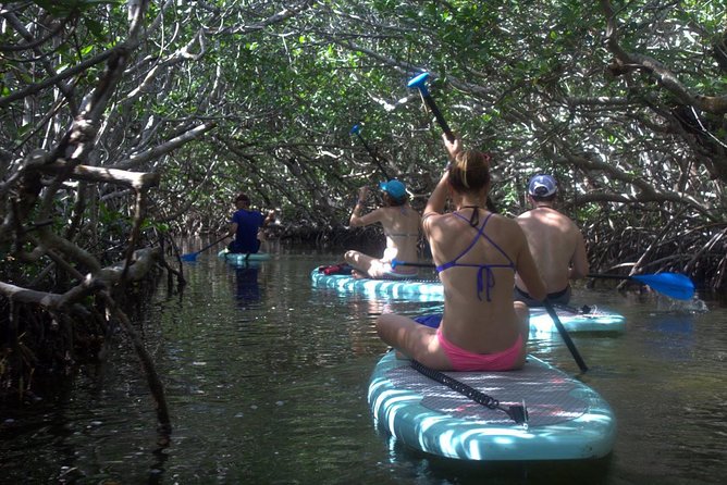 Florida Keys Eco Tour: Snorkel, Kayak, Lunch + Transportation! - Stop Two: Kayaking or Paddleboarding Through Mangroves