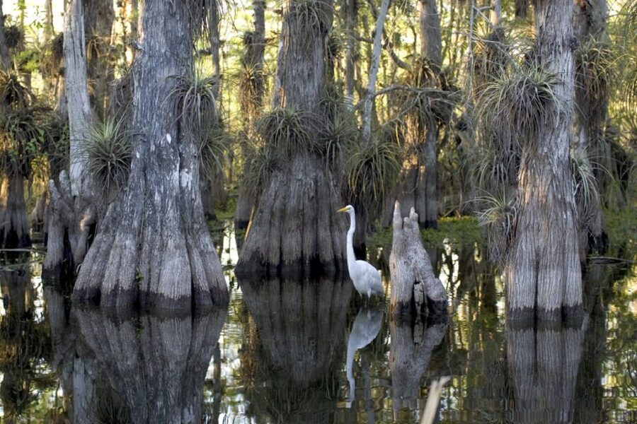 Florida Keys: Key West Kayak Eco Tour with Nature Guide - Paddling into Key West’s mangrove maze