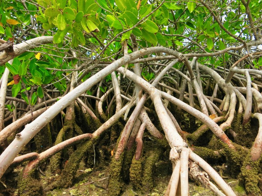 Florida Keys: Key West Kayak Eco Tour with Nature Guide - Why the guide matters more than the kayak
