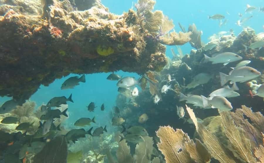 Florida Keys: Scuba Diving & Snorkeling Reef Trip - Key points to know before you book