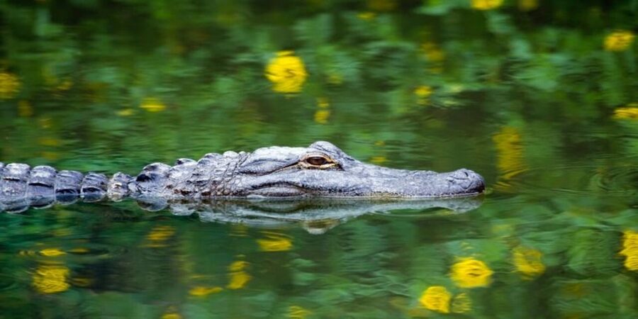 Fort Lauderdale: Everglades Express Tour with Airboat Ride - Key points at a glance