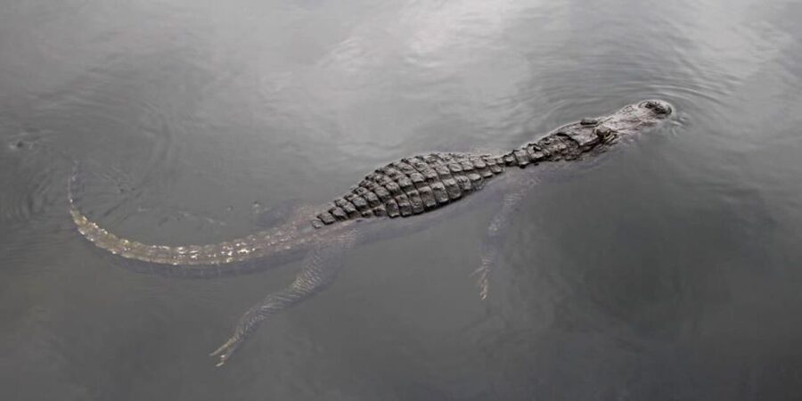 Fort Lauderdale: Everglades Express Tour with Airboat Ride - What the Everglades looks and feels like from the water