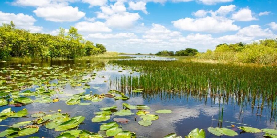 Fort Lauderdale: Everglades Express Tour with Airboat Ride - The reptile sanctuary adds close-up animal encounters