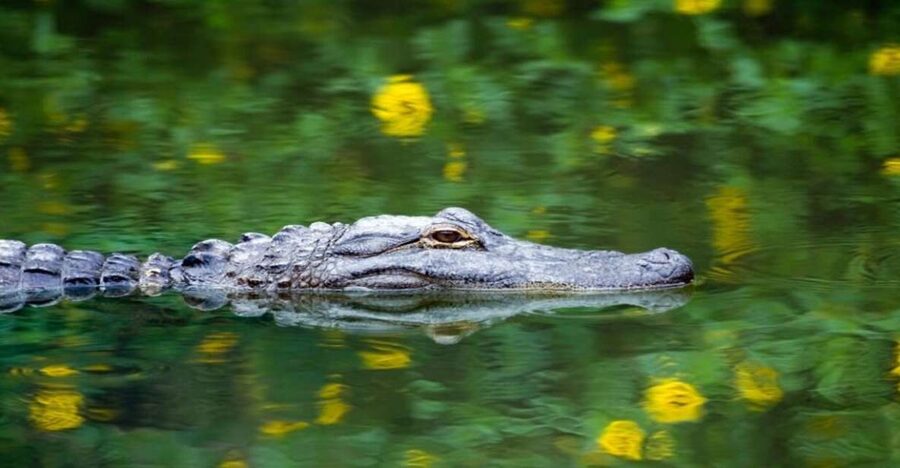 Fort Lauderdale: Everglades Express Tour with Airboat Ride - Sawgrass Recreation Park and the airboat ride