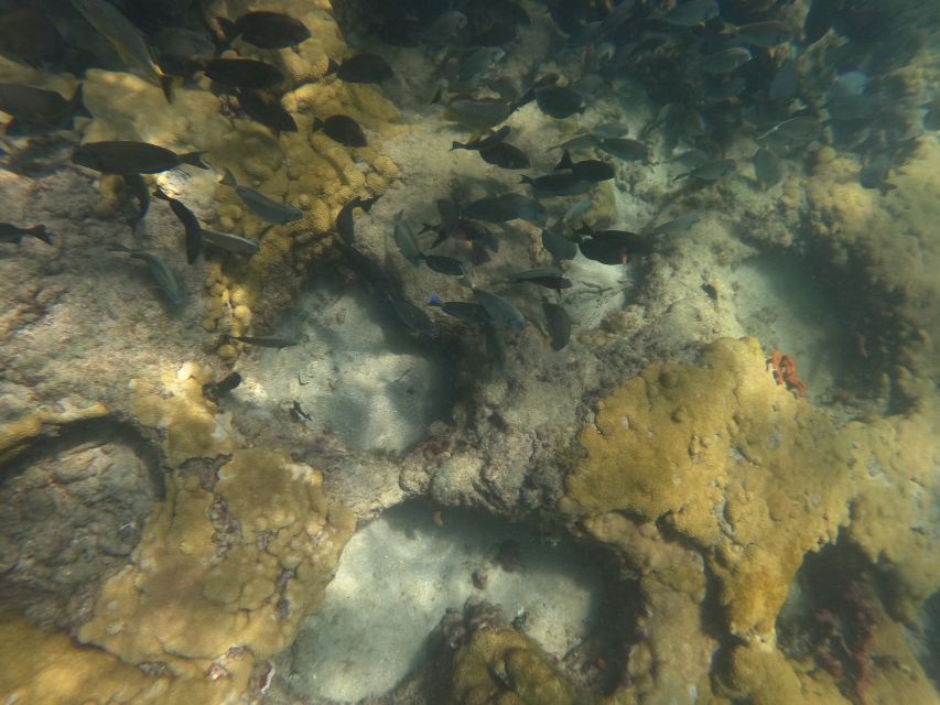 Fort Lauderdale: Guided Snorkeling Reef Tour and Lesson - A shore reef just 150 feet from Fort Lauderdale Beach