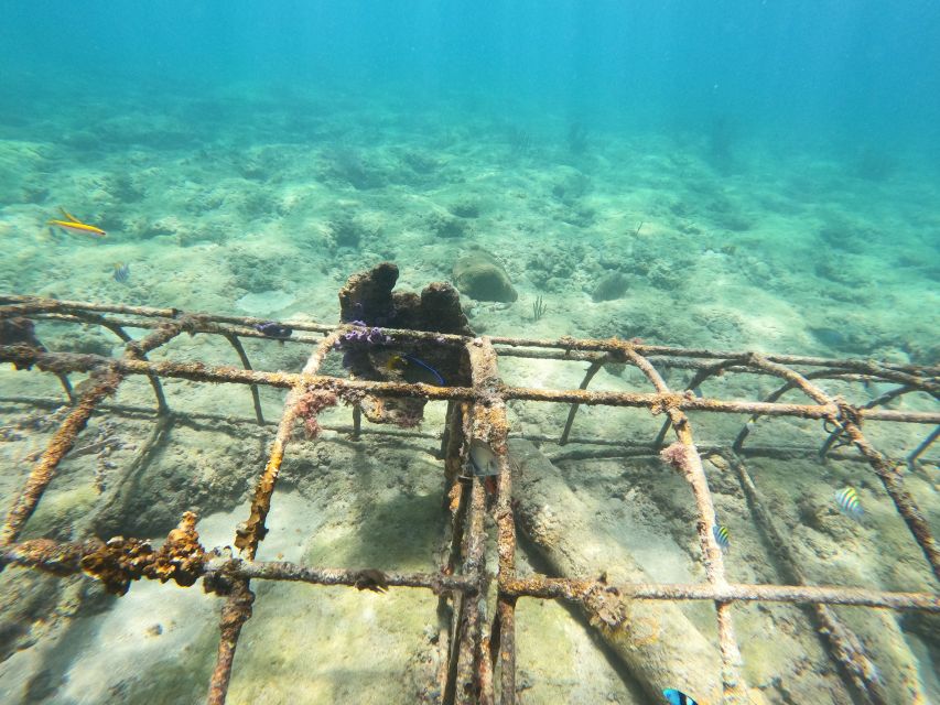 Fort Lauderdale: Guided Snorkeling Reef Tour and Lesson - The short snorkeling lesson helps first-timers