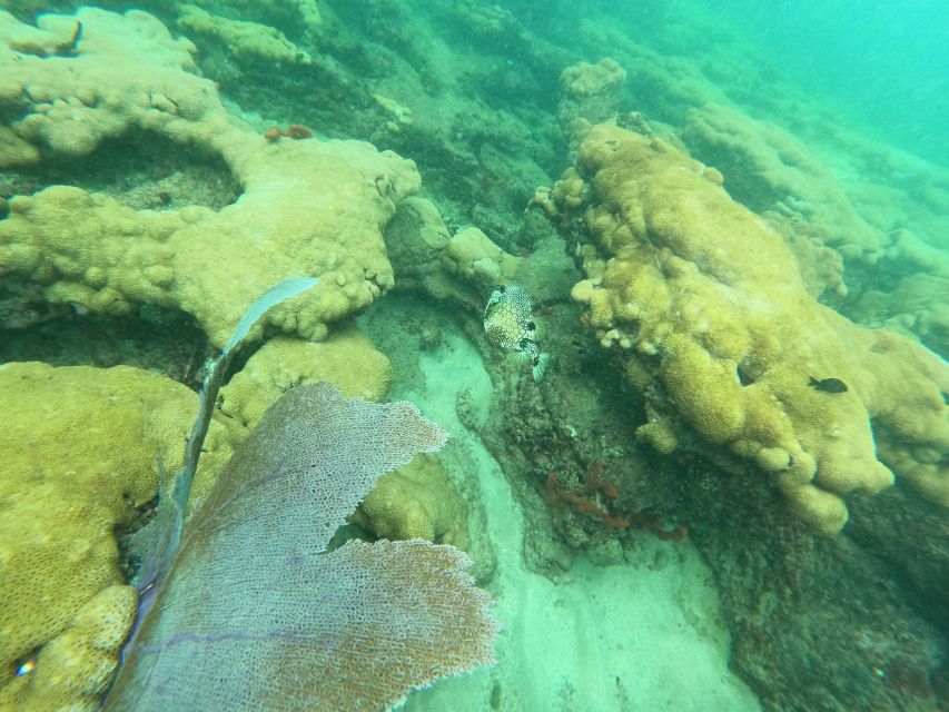 Fort Lauderdale: Guided Snorkeling Reef Tour and Lesson - What the guide adds to a short outing