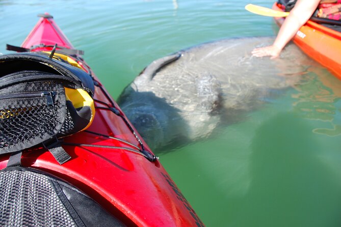 Fort Lauderdale’s Tropical Kayak Tour and Island Adventure - What makes this Fort Lauderdale paddle worth considering