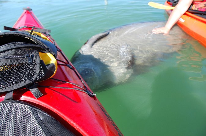 Fort Lauderdale’s Tropical Kayak Tour and Island Adventure - Is $99 a fair price?