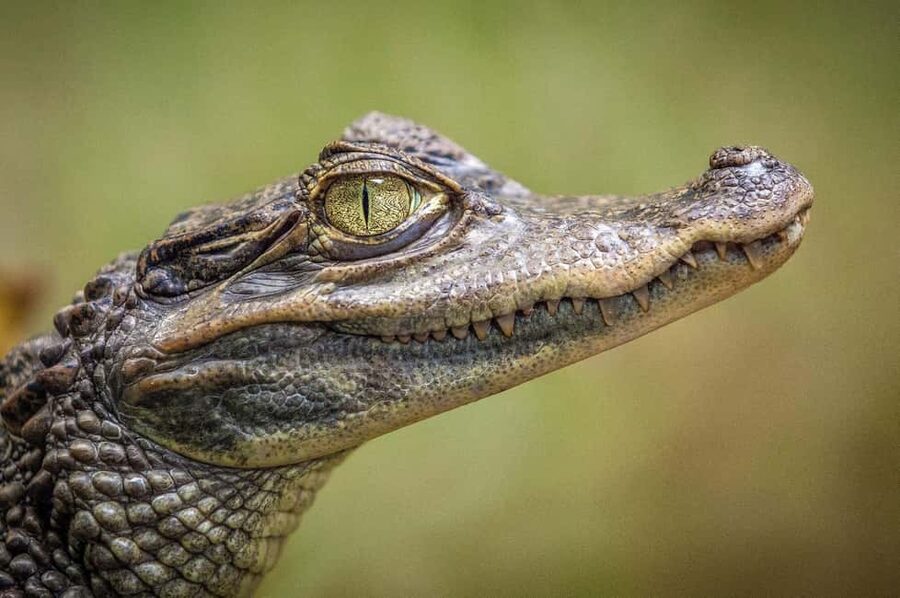 From Miami Beach: Everglades Airboat & Gator Spotting Tour - Watching for alligators in the wild