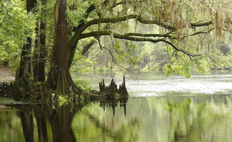 From Miami Beach: Everglades Airboat & Gator Spotting Tour - The alligator experience and photo stop