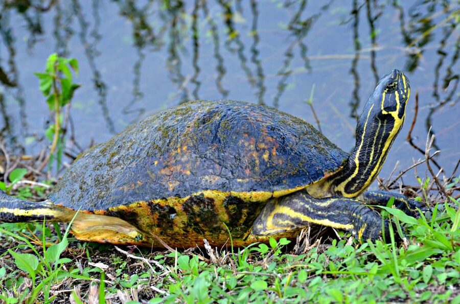 From Miami: Everglades Airboat Alligator Tour with Transfer - Why the $79 price can work well