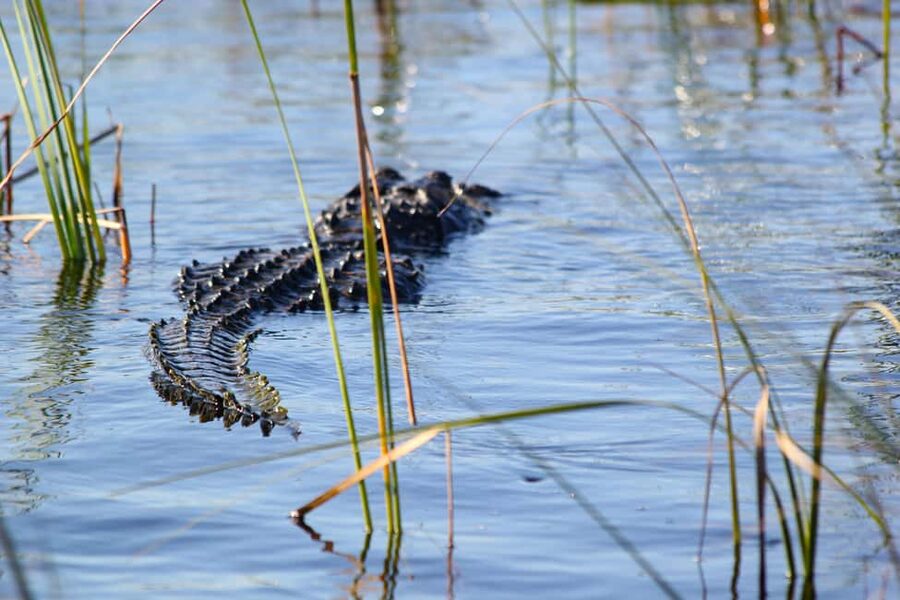 From Miami: Everglades Airboat Alligator Tour with Transfer - Who will enjoy this tour most