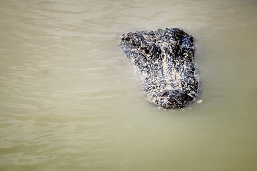 From Miami: Everglades Airboat Alligator Tour with Transfer - What the 45-minute airboat ride is really like