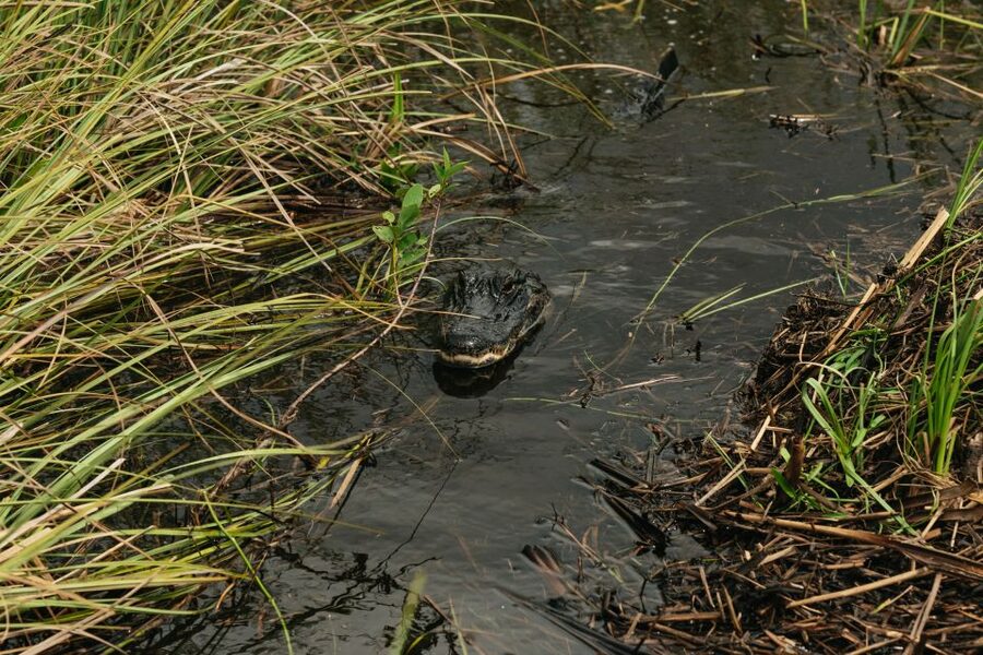 From Miami: Everglades Airboat Ride and Nature Walk - Snacks, drinks, and the break between activities