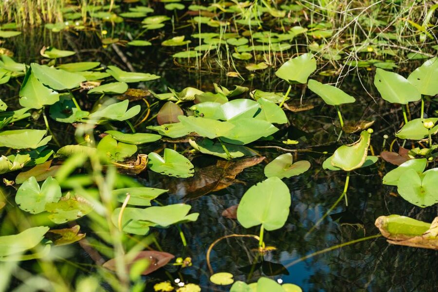 From Miami: Everglades Airboat Ride and Nature Walk - The Miccosukee village stop