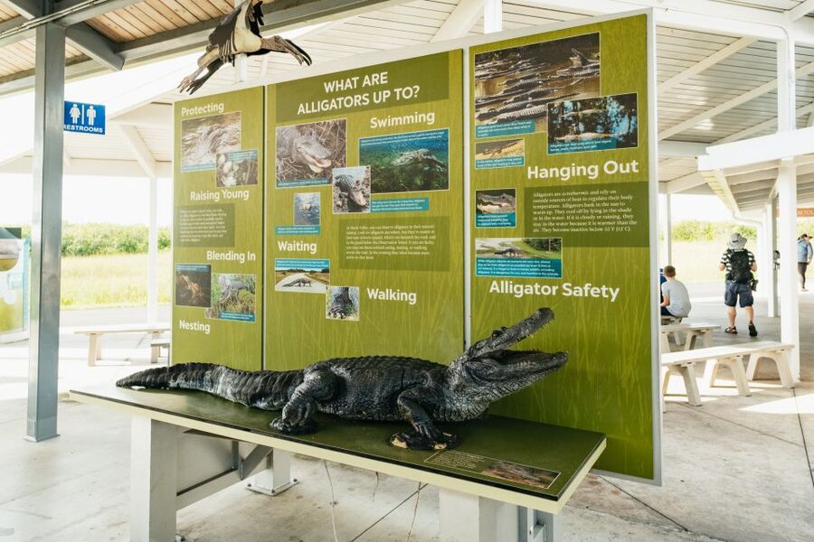 From Miami: Everglades Airboat Ride and Nature Walk - The guides make or break the day