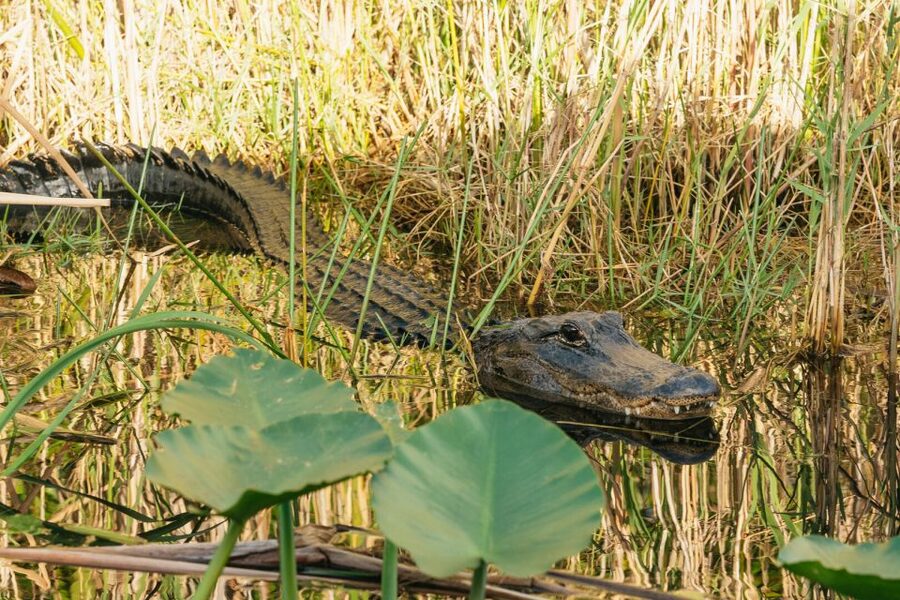 From Miami: Everglades Airboat, Wildlife Show & Bus Transfer - What the alligator presentation adds