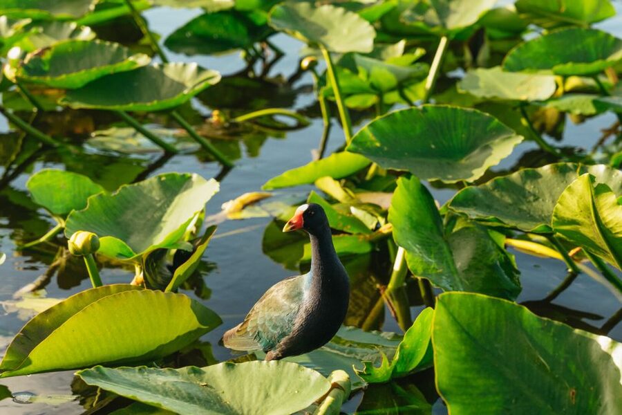From Miami: Everglades Airboat, Wildlife Show & Bus Transfer - Who will enjoy this tour most?