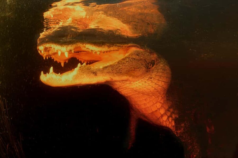 From Miami: Everglades at Night with Guided Airboat Tour - Who will enjoy this Miami evening trip?