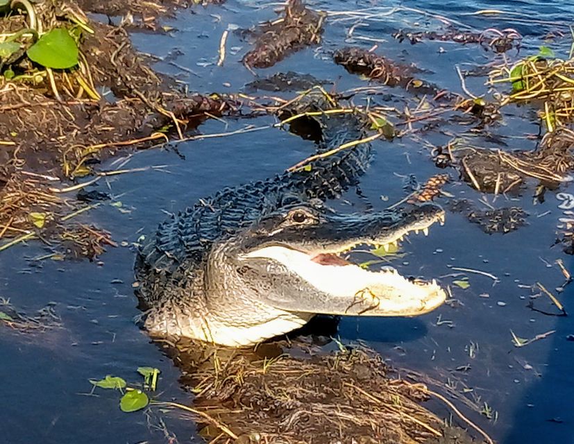 From Miami: Everglades Tour w/ Wet Walk, Boat Trips, & Lunch - Why this Everglades day is different