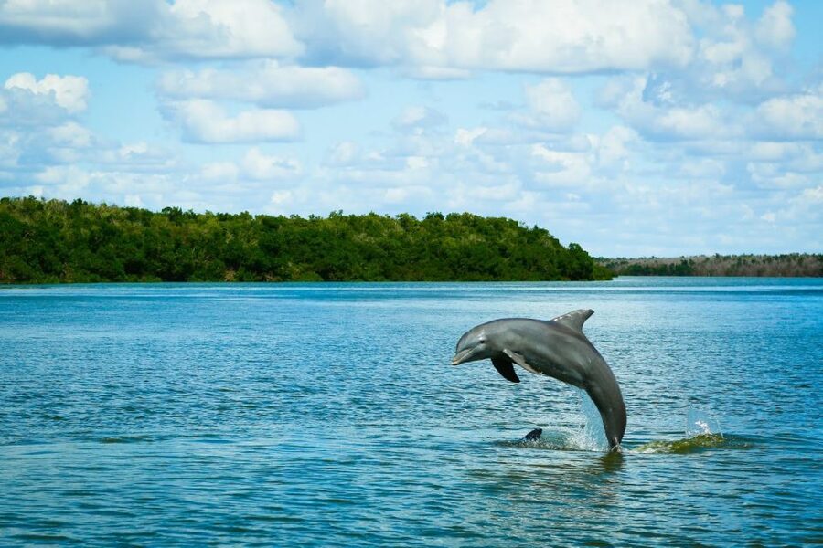 From Miami: Everglades Tour w/ Wet Walk, Boat Trips, & Lunch - A tree island village adds human history