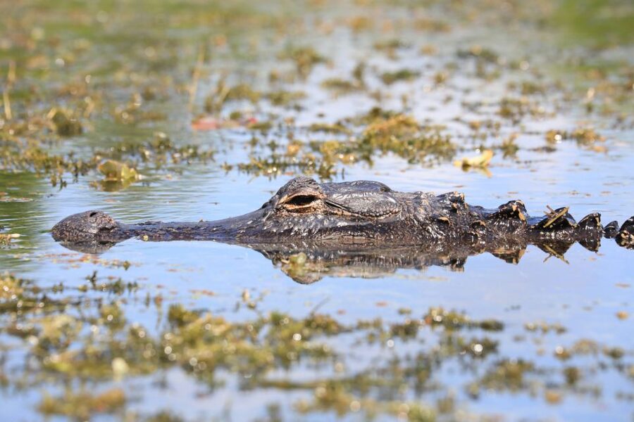 From Miami: Everglades Tour w/ Wet Walk, Boat Trips, & Lunch - A 75-minute airboat ride into the River of Grass