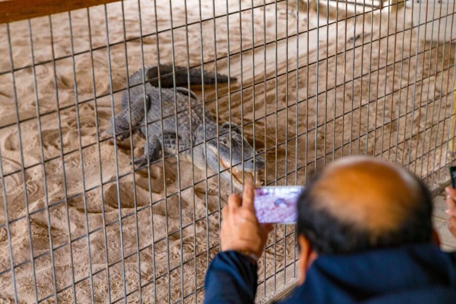 From Miami: Everglades Wildlife Show, Airboat & Bus Transfer - The full-day Miami tour links six very different neighborhoods