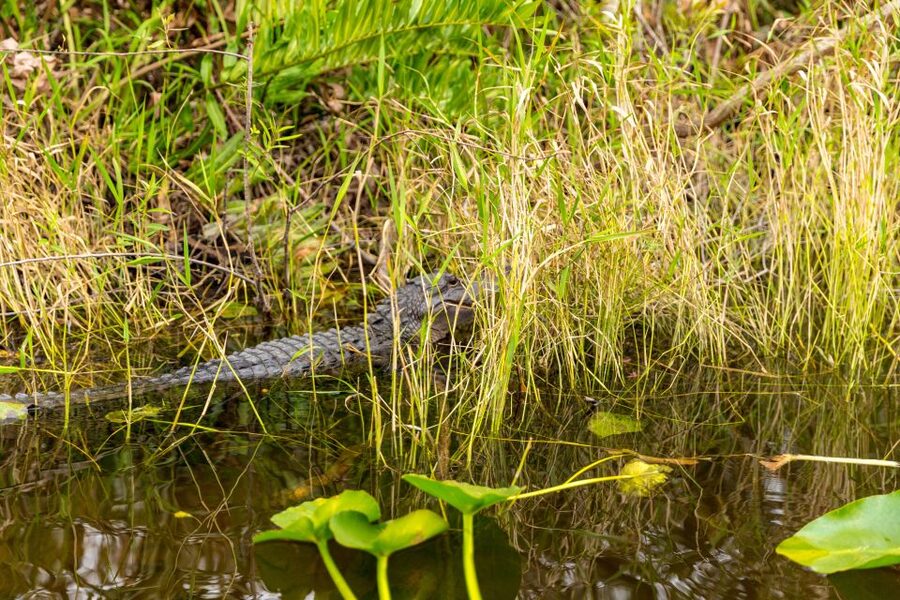 From Miami: Everglades Wildlife Show, Airboat & Bus Transfer - Who should choose the half-day option?