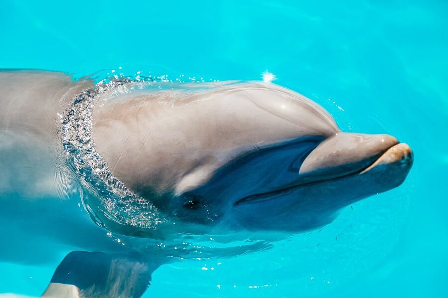 From Miami: Key West Day Trip - The real appeal is reaching Key West in one day