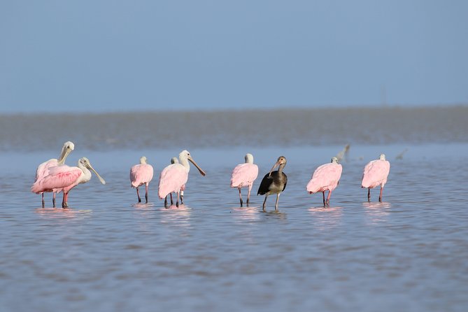 Full-Day Kayak Adventure in the Everglades - Key points to know before booking