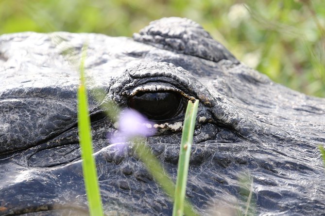 Full-Day Kayak Adventure in the Everglades - Why the cypress walk makes this more than a kayak trip