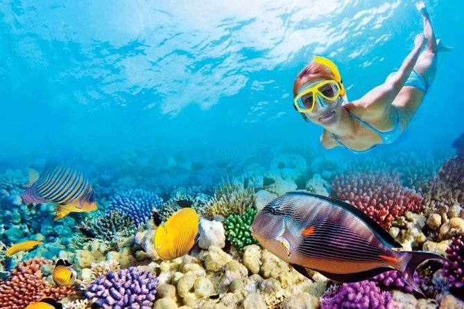 Full-Day Key West Tour and Coral Reef Snorkeling with Open Bar - Three hours aboard the reef catamaran