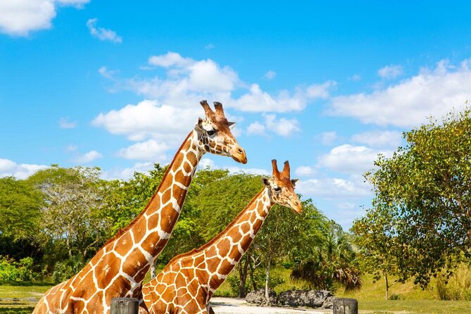 Go City: Miami All-Inclusive Pass with 25+ Attractions and Tours - What the $119 Go City pass really buys you