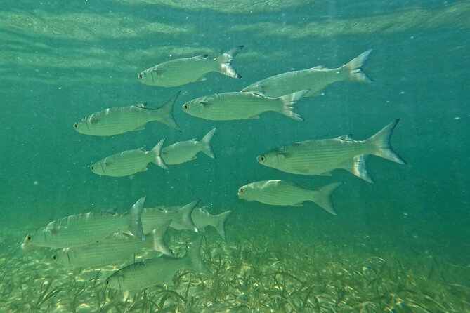 Guided Jet Snorkel Experience, Free Videos in West Palm Beach - Water temperature, lenses, and what to bring