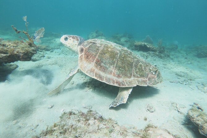 Guided Reef Snorkeling Tour in Pompano Beach - How long will you actually snorkel?